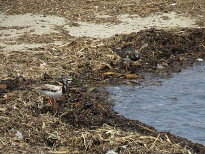 キョウジョシギ