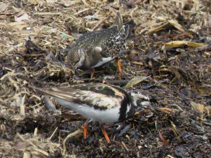 キョウジョシギ