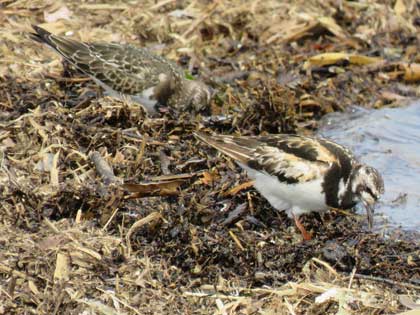 キョウジョシギ