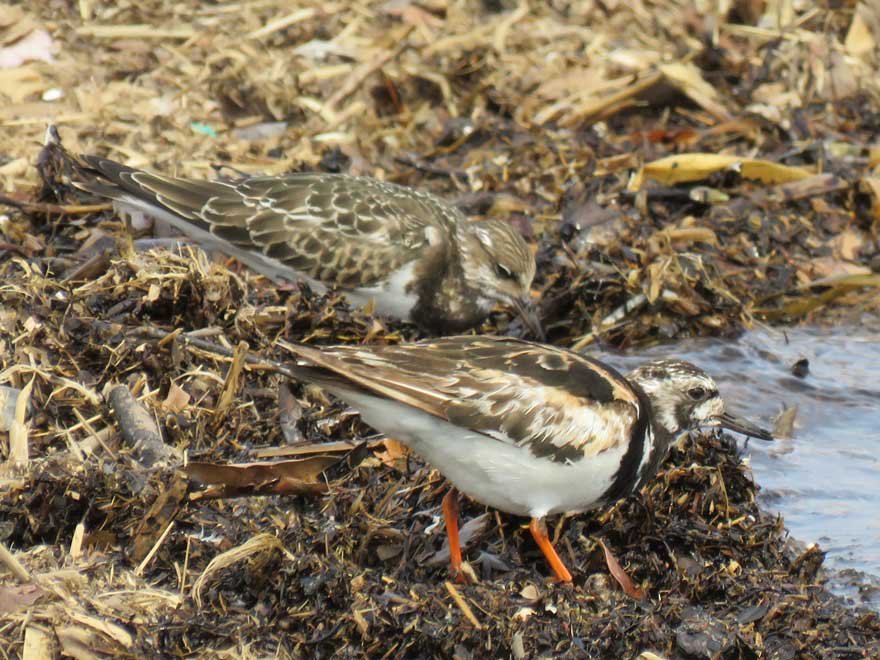 キョウジョシギ