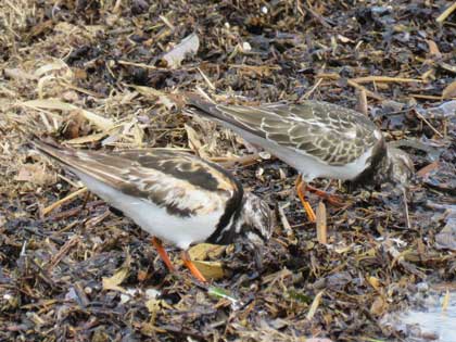 キョウジョシギ