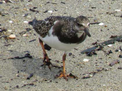 キョウジョシギ