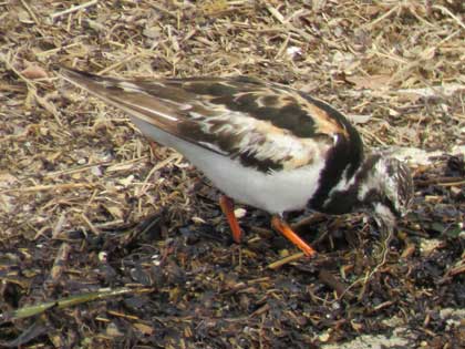 キョウジョシギ