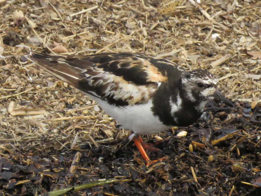 キョウジョシギ