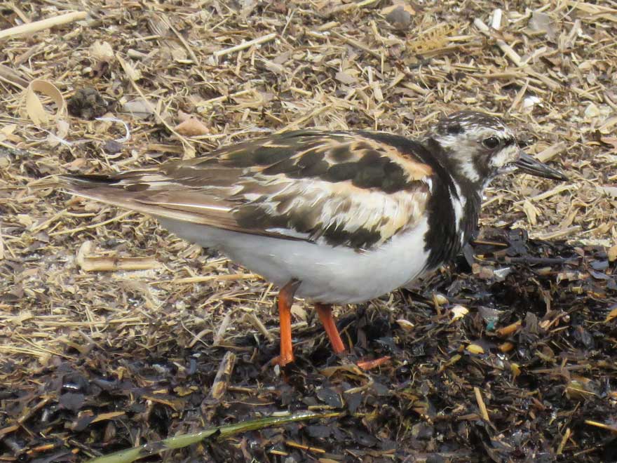 キョウジョシギ