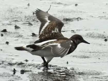 キョウジョシギ