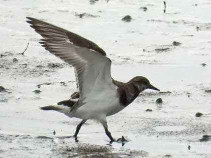 キョウジョシギ