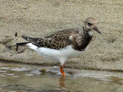 キョウジョシギ