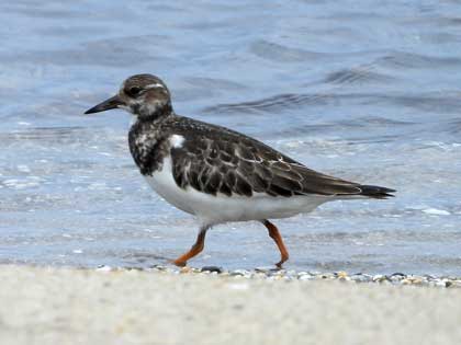 キョウジョシギ