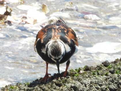 キョウジョシギ