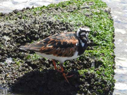 キョウジョシギ