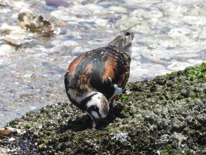 キョウジョシギ