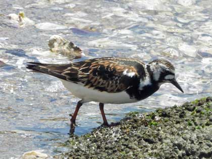 キョウジョシギ