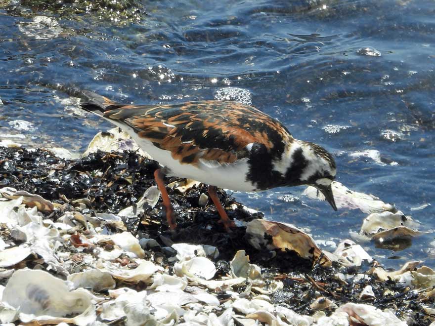 キョウジョシギ