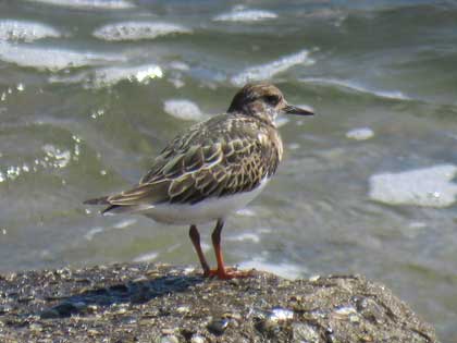 キョウジョシギ