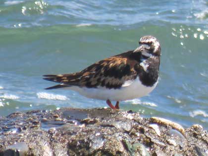 キョウジョシギ