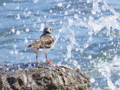 キョウジョシギ