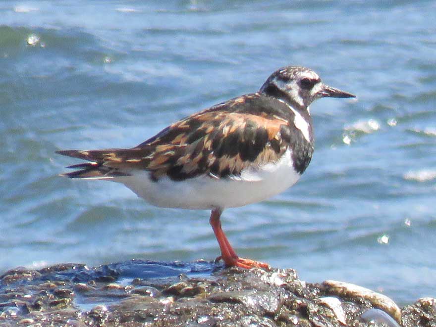 キョウジョシギ