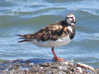 キョウジョシギ