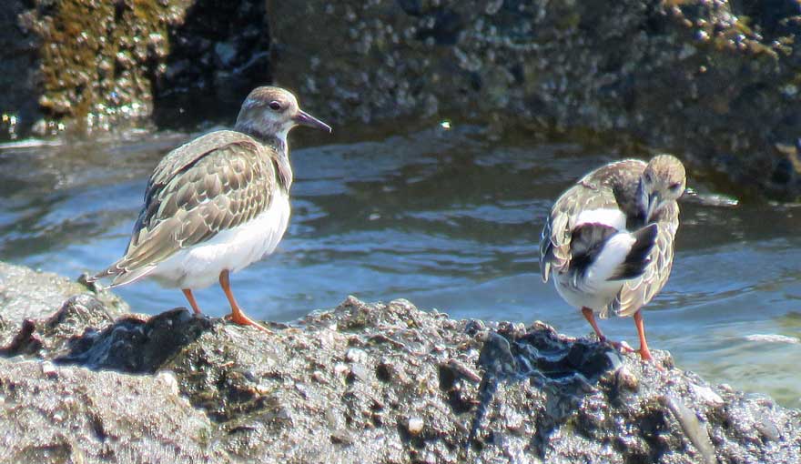 キョウジョシギ