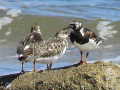 キョウジョシギ