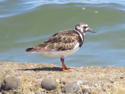 キョウジョシギ