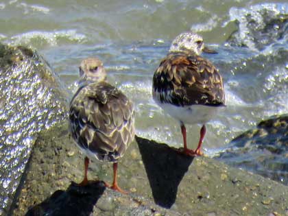 キョウジョシギ