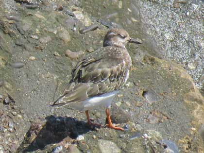 キョウジョシギ