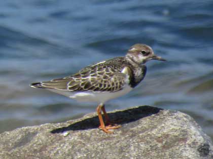 キョウジョシギ