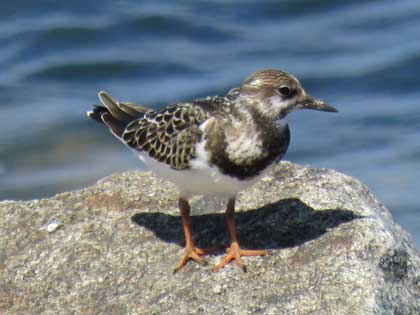 キョウジョシギ