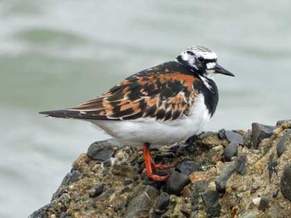 キョウジョシギ