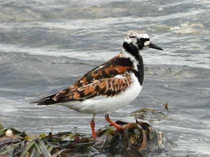 キョウジョシギ