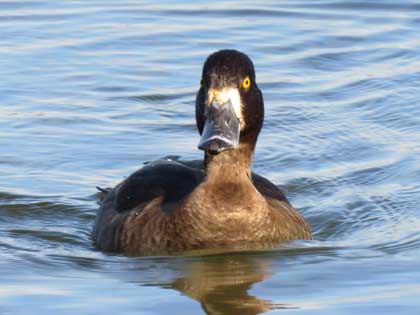 キンクロハジロ