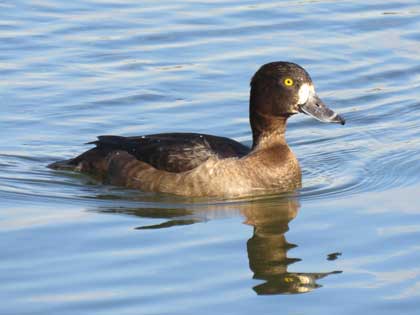 キンクロハジロ