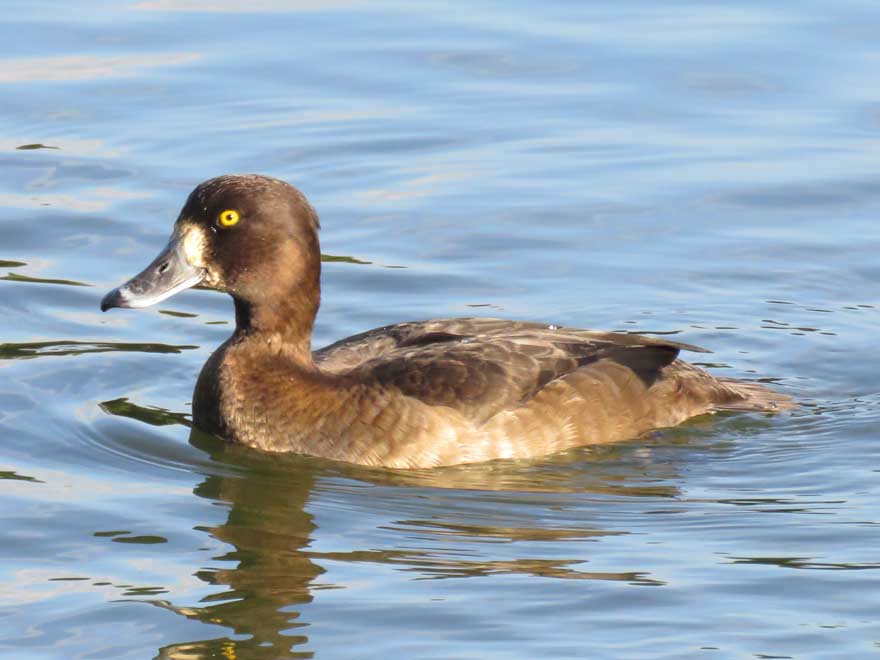 キンクロハジロ