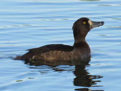 キンクロハジロ