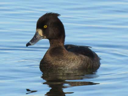 キンクロハジロ