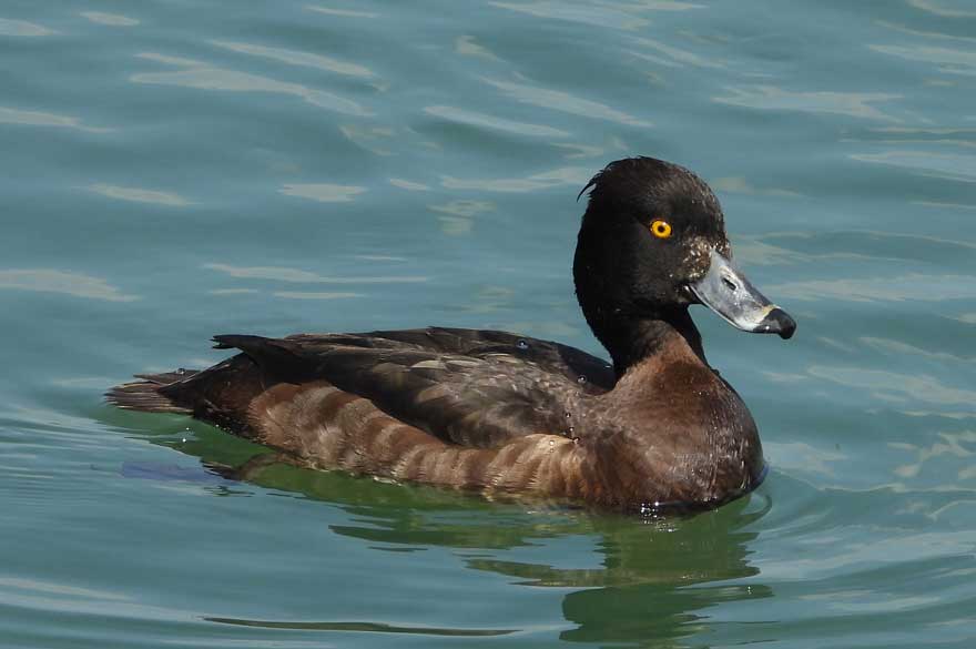 キンクロハジロ