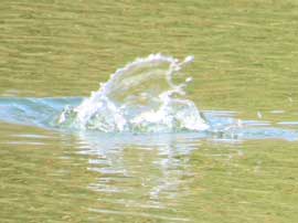 キンクロハジロ