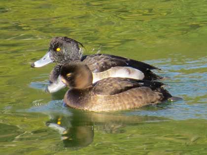 キンクロハジロ