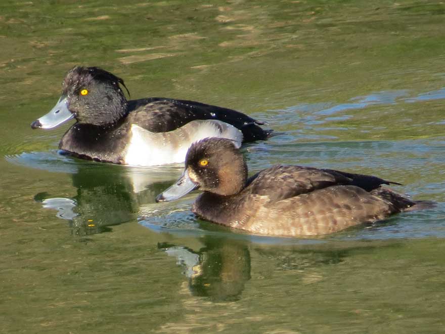 キンクロハジロ