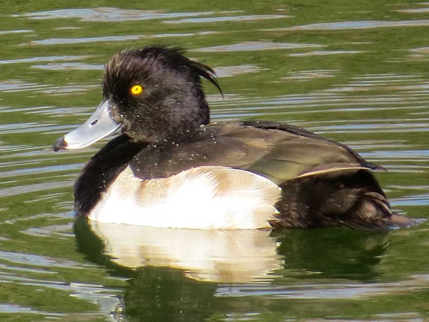 キンクロハジロ