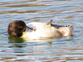 キンクロハジロ