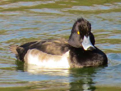 キンクロハジロ