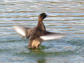 キンクロハジロ