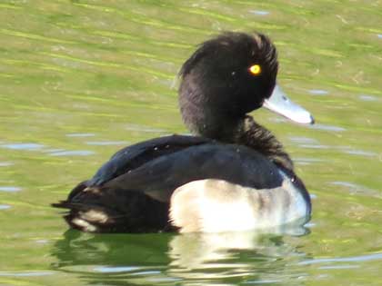 キンクロハジロ