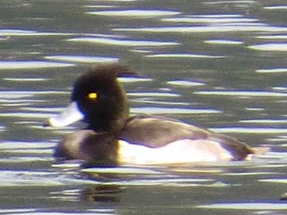 キンクロハジロ