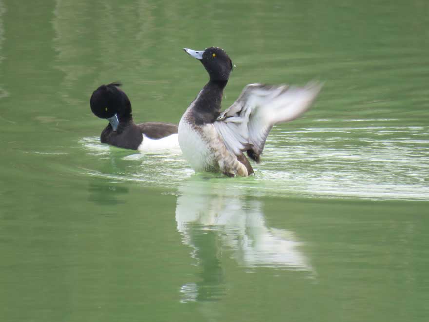 キンクロハジロ