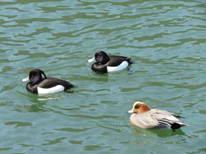 キンクロハジロ