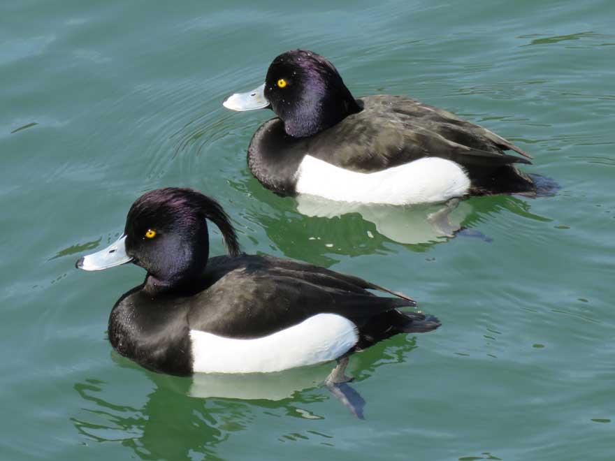 キンクロハジロ